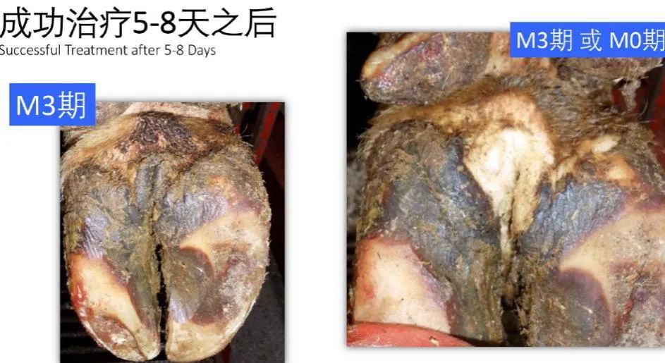 蹄病的种类和治疗方法,蹄病的预防与治疗