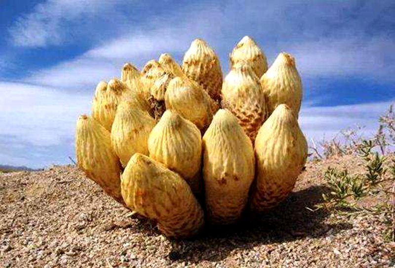 肉苁蓉补肾阳而不燥富含什么物质,肉苁蓉对补肾真的有效吗