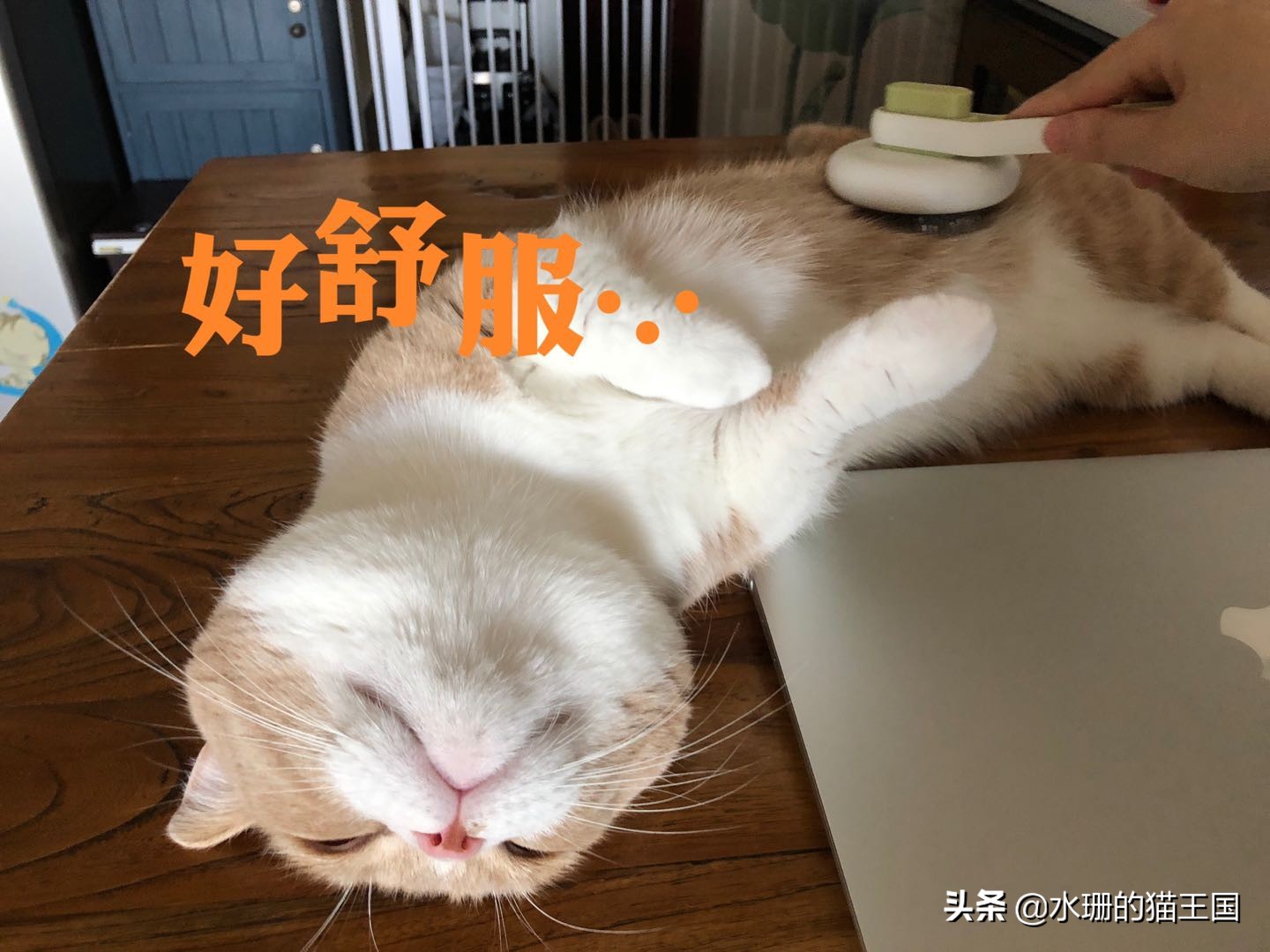 猫咪的习性30字,猫咪的五大生活习性