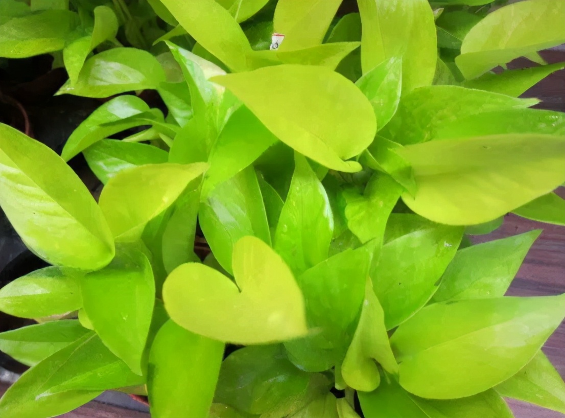 养的绿萝烂根是什么原因,绿萝黄叶了怎么办教你一招救活