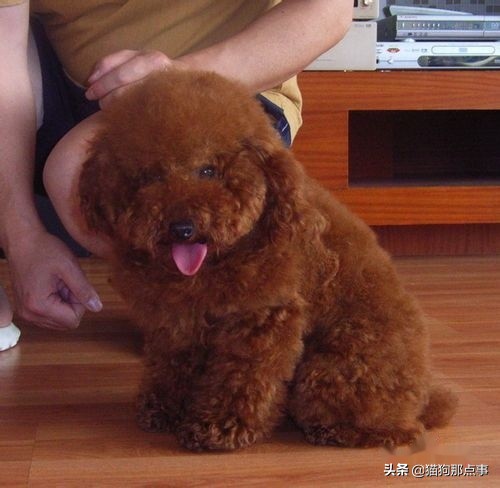 狗狗怀孕了需要注意什么,狗狗第一次来姨妈需要注意什么