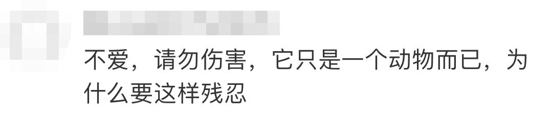 男子当街踢死小猫后续上海,小猫被小男孩虐待暴打