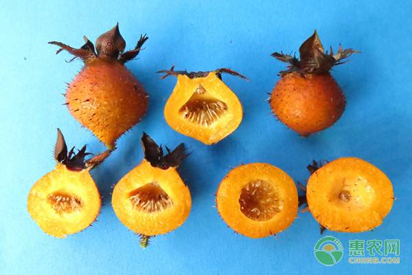 金刺梨多少钱一斤,鲜金刺梨价格