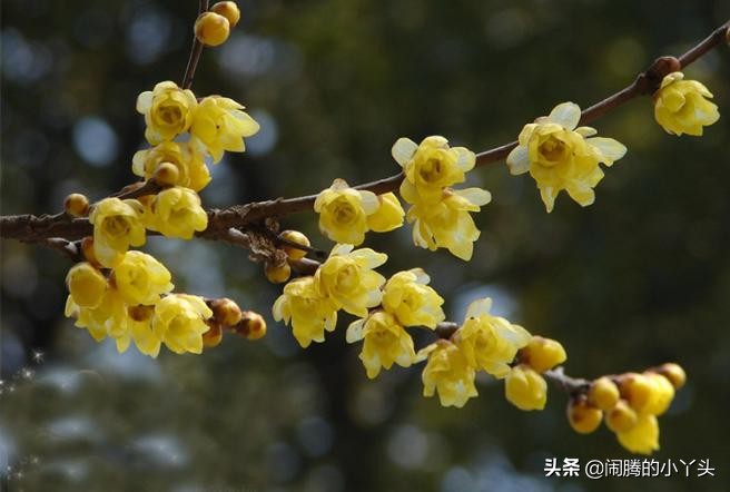 素心腊梅坚毅忠贞,高风亮节浩然正气