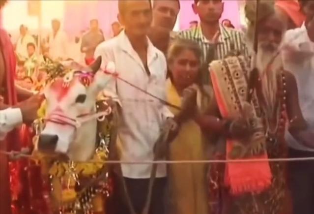 “印度牛人”帕萨纳：44岁富豪抛妻弃子，只为把心爱的母牛娶回家