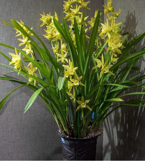 什么兰花最好养又香又好看,推荐几款香味俱全好养的兰花