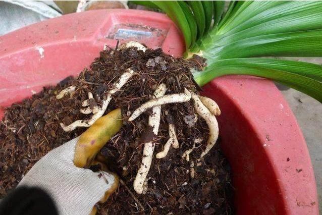 君子兰烂根换盆后怎样才能快生长,烂根的君子兰换盆后多久服盆