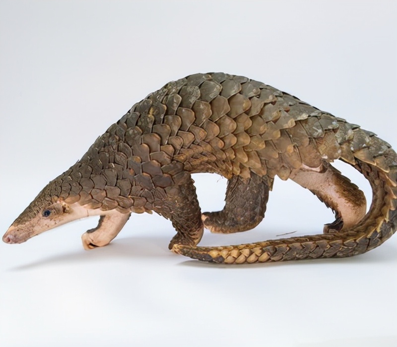 恐龙可爱还是企鹅可爱,动画呆萌恐龙图片可爱