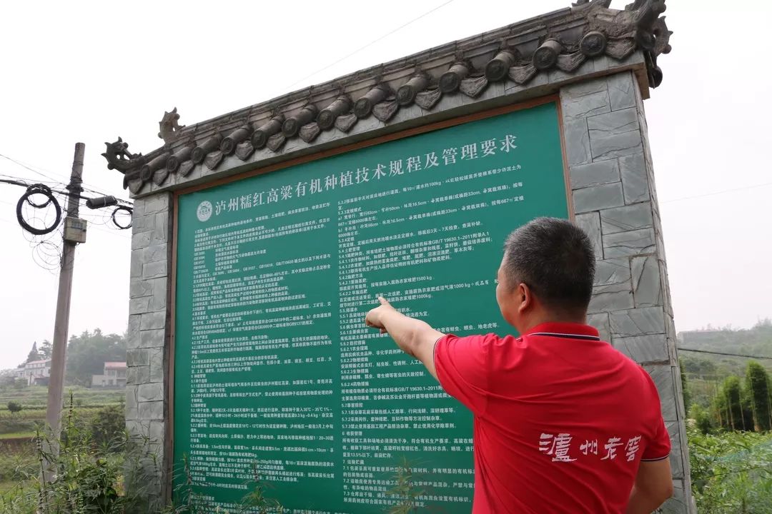 泸州老窖有机高粱种植基地,泸州老窖高粱种植基地