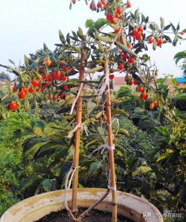 枸杞盆景扦插好活吗,枸杞盆景能否扦插