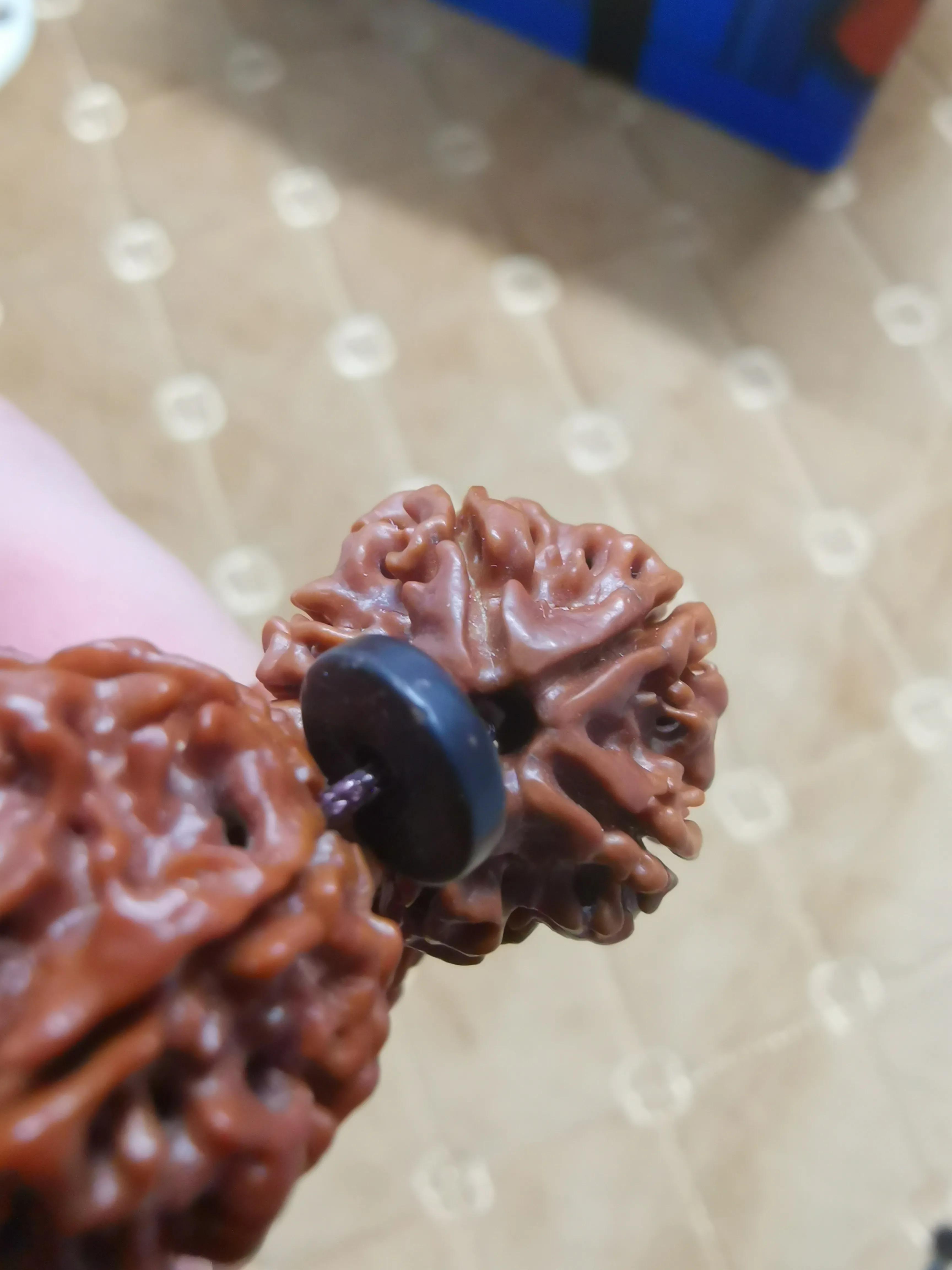 尼泊尔金刚杵 (尼泊尔金刚菩提)