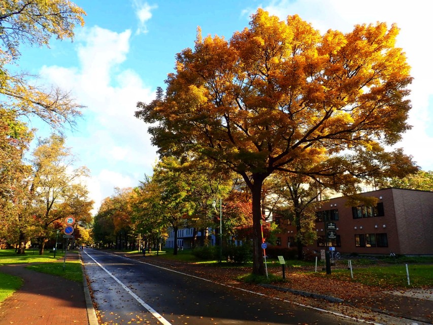从南到北游日本之北海道札幌