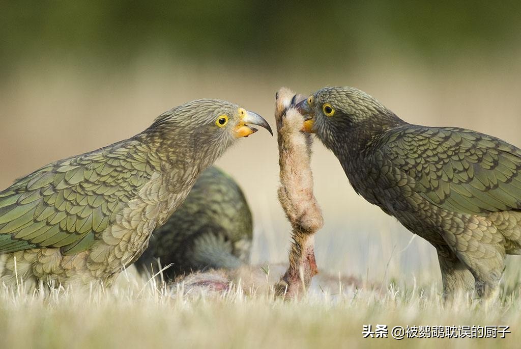 全球鹦鹉拆家指数排名前四：万万没想到，*迁拆**小队长是金刚鹦鹉!