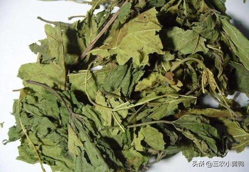 农村俗语霜降打了霜,冬天霜打桑叶有什么好处