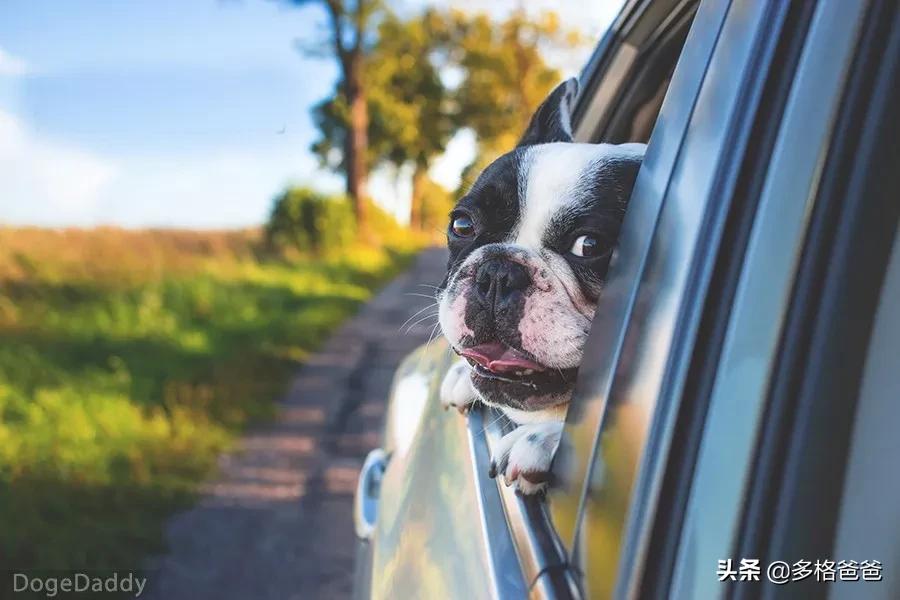 带狗狗回家过年注意事项,过年回家怎么带狗狗回去