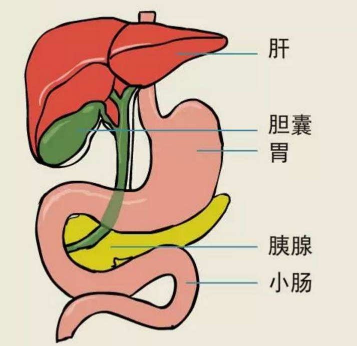 金匮要略清肝利胆,疏肝利胆中药方剂