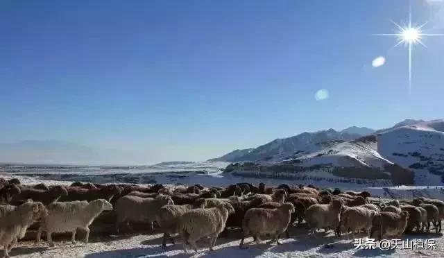 伟大的新疆,伟大的阿勒泰