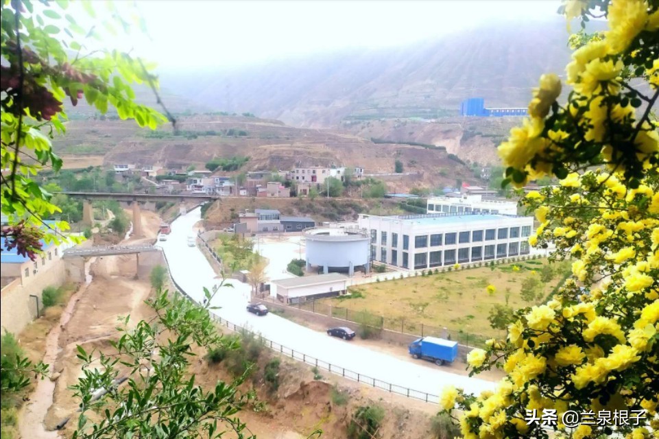 最美黄玫瑰,歌曲黄玫瑰你最美