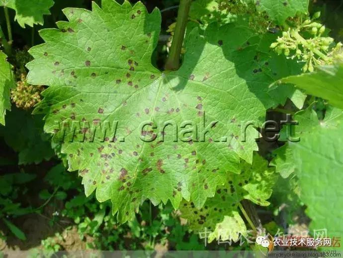 葡萄花前主要病害,葡萄病害图片大全大图