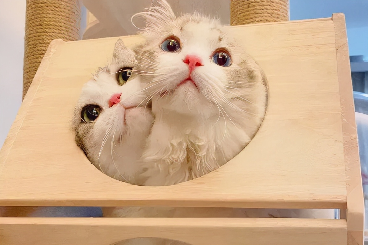 “领养”代替“购买”,爱猫不止于此