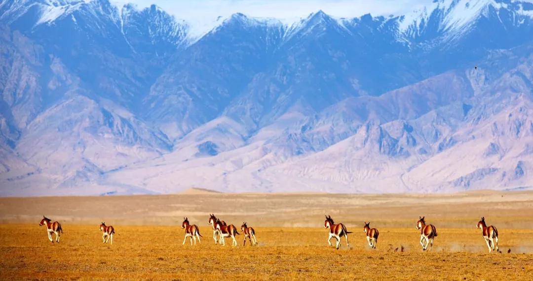 这些中国之最你知道吗,中国之最全部视频