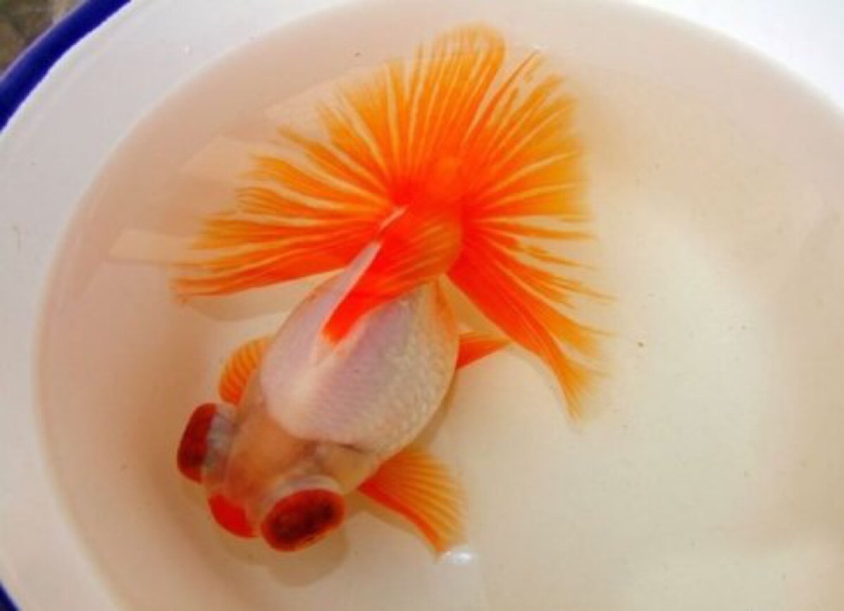 鱼友也分三六九等，看你属于哪类人群，我算普通鱼友