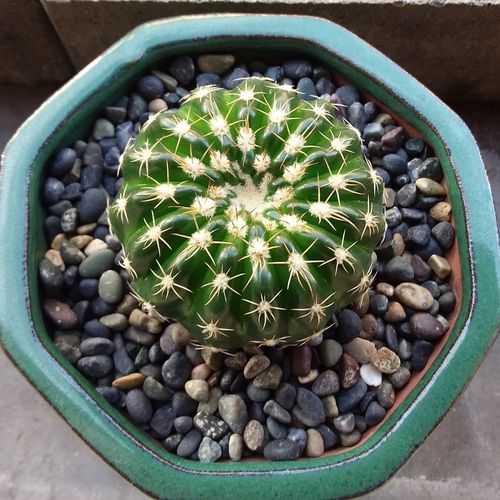 品种大全丨30个仙人球品种图鉴，每个都可爱肉萌到想要全部搬回家