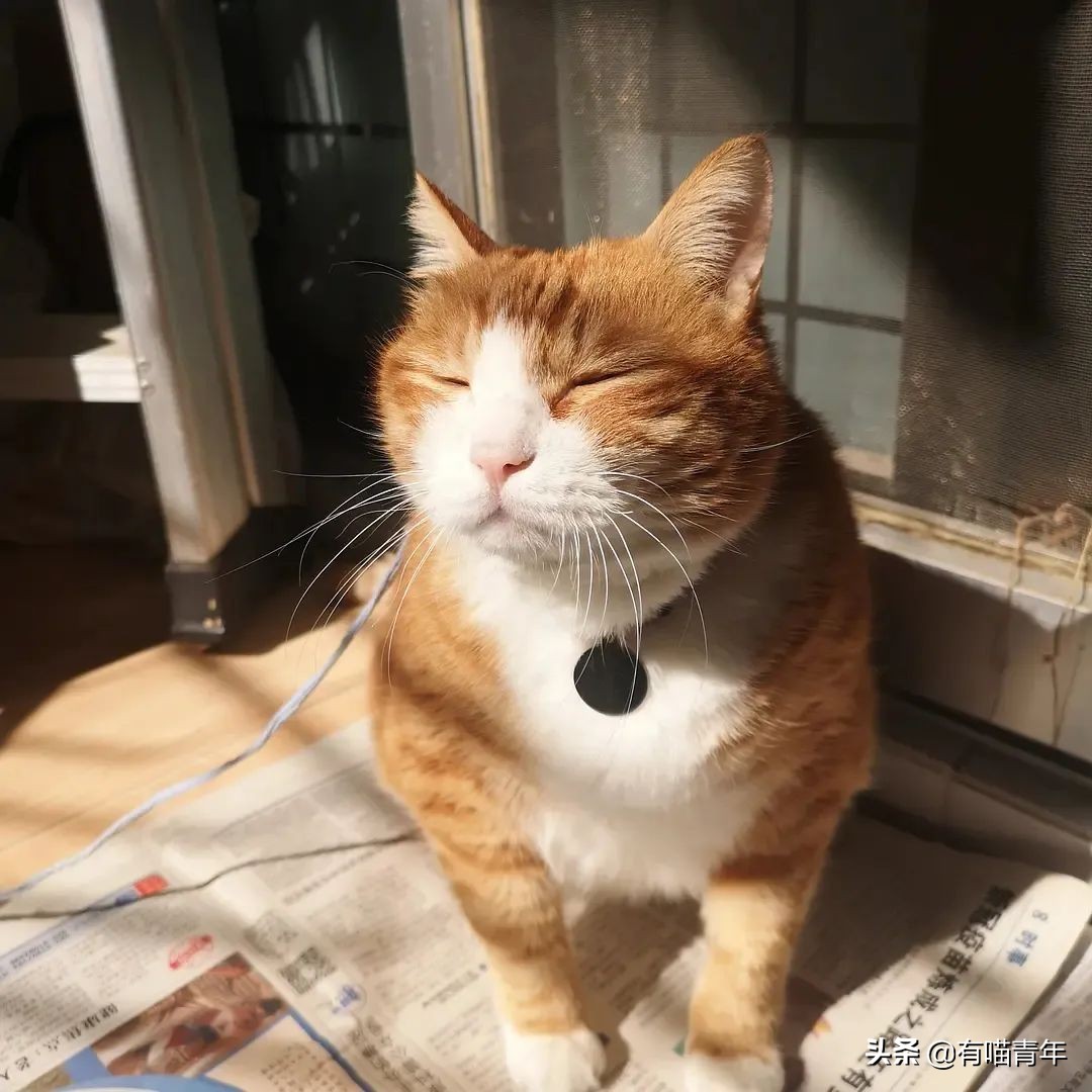 橘猫为什么是魔鬼,橘猫的恐怖之处