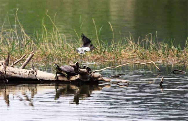 巴西龟怎么养,巴西龟怎么养放多少水