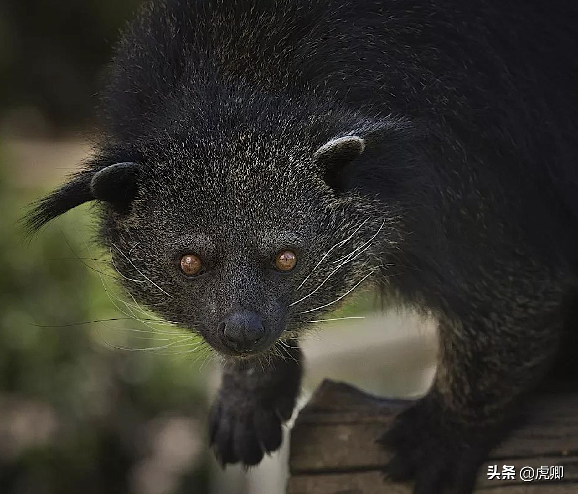 熊灵猫为何濒危？便便制成的咖啡售价500元一杯，受欧美绅士追捧