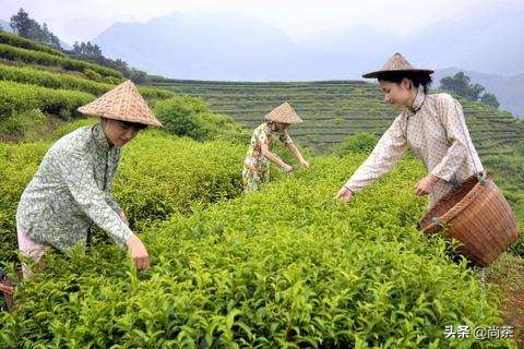 闽红工夫茶有哪三种,闽红工夫茶系列