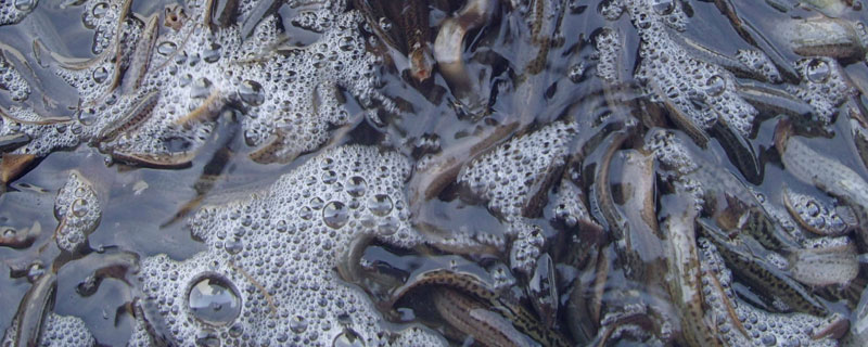 养殖泥鳅的技术中国哪里最好,现在养殖泥鳅前景如何