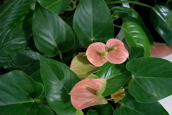 粉掌的花怎么养用不用老浇水,粉掌长不高怎么回事