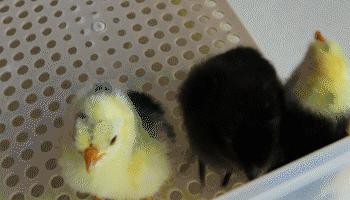 孵化鸡蛋技术视频教程,孵化十天的鸡蛋图片