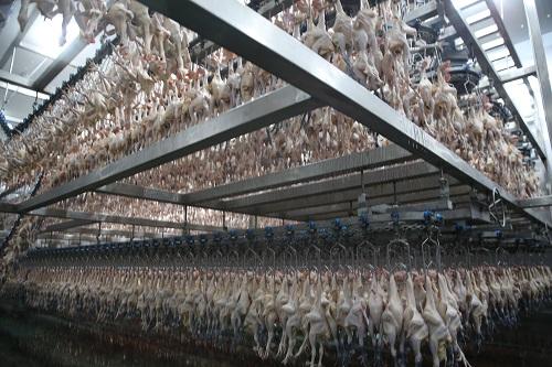 湘佳牧业养鸡加盟流程,跟湘佳牧业合作养鸡怎么样