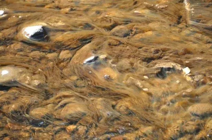 只因带了这些东西，被罚！看完后，澳洲留学生笑了