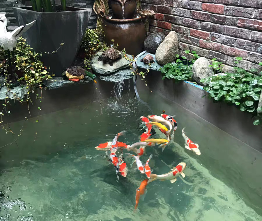 锦鲤不用加温怎么预防白点病,锦鲤水霉病和白点病怎么区别