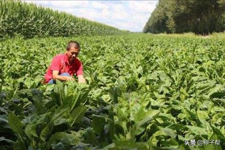 种菊苣牧草，养殖一头猪能赚多少？猪价连续下跌34%，该如何应对