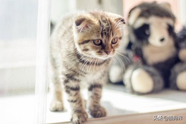 猫咪预防猫癣为什么要用95%的酒精,铲屎官一般怎么处理猫屎