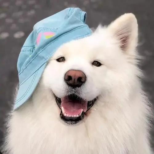 萨摩耶七个月的狗狗拉稀怎么回事,萨摩耶总是拉稀是怎么回事