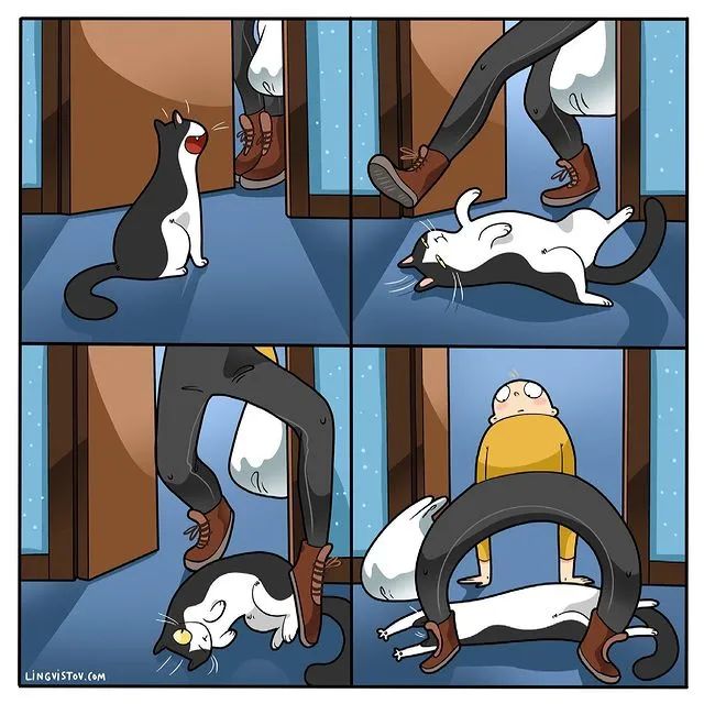 沙雕猫片，笑到床塌！自从做了卑微的铲屎官，比一个人时刺激多了