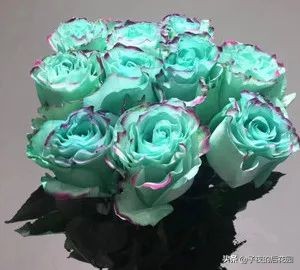 最好的进口玫瑰,进口玫瑰品种