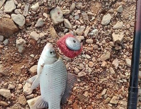 去水库钓鱼怎么钓才会爆护,春季水库钓鲈鱼用什么饵最好