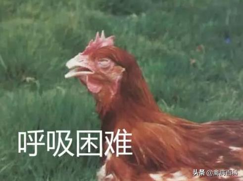 鸡群呼吸道疾病特效药方案大全，鸡群发病，我来帮你解决