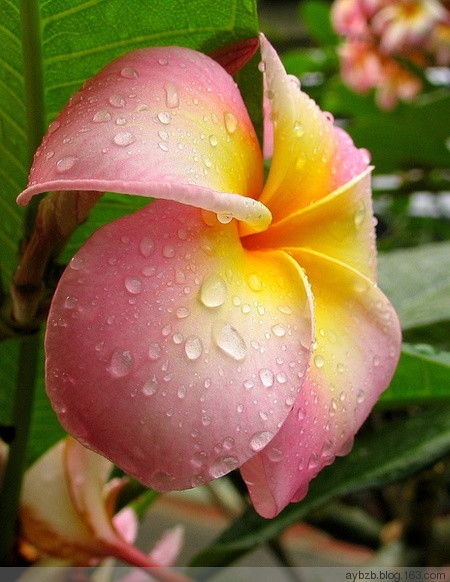 最好记的花名大全,很难得一见的花