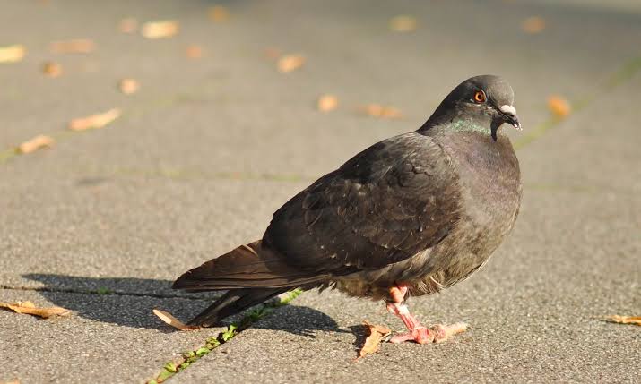 鸽子为什么失去脚趾,鸽子为什么会出现脚畸形