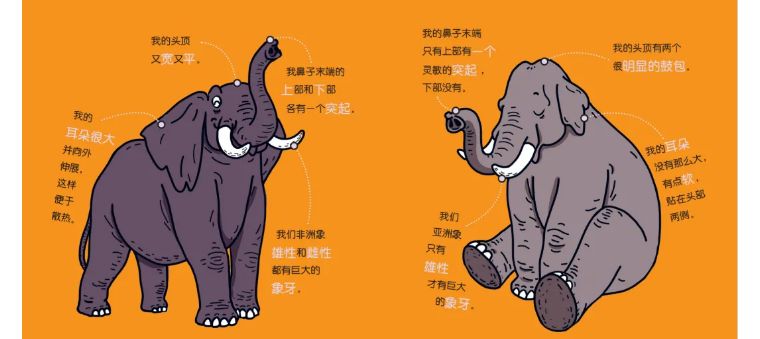 whiteelephant象征什么,whiteelephant代表什么含义