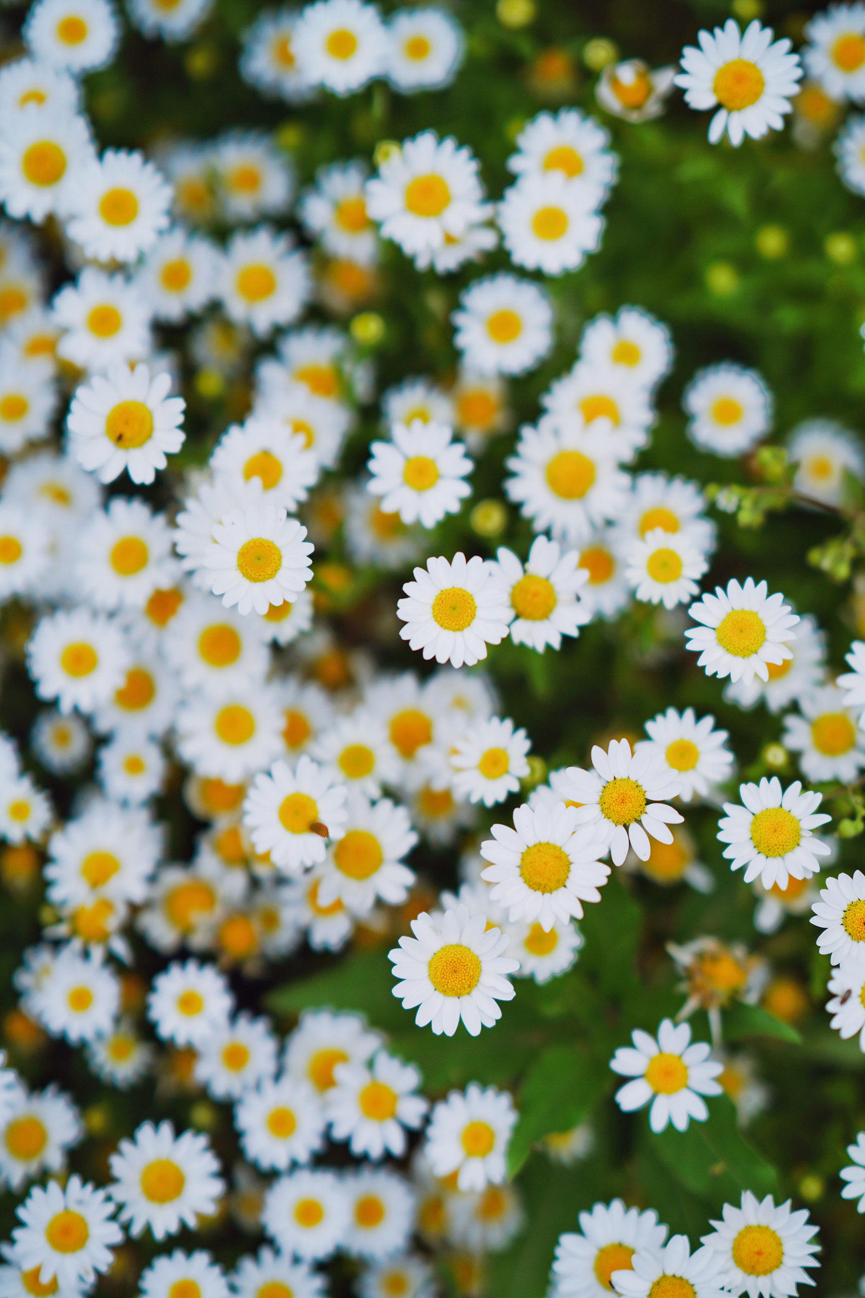 送你一份不走寻常路的苏州攻略，田园风民宿+文艺小清新打卡地