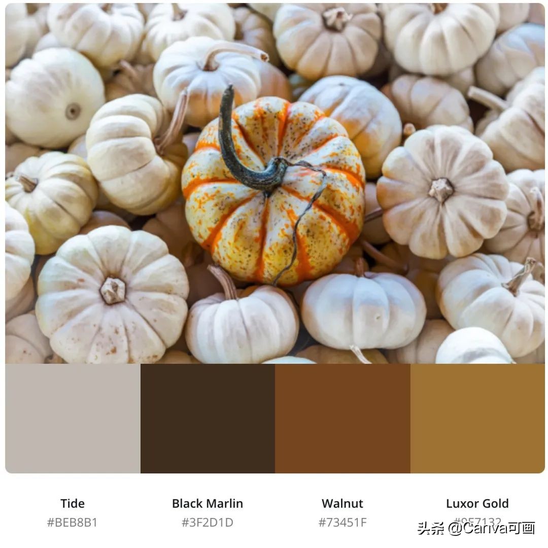 秋天配色插画秋高气爽,秋季高清插画