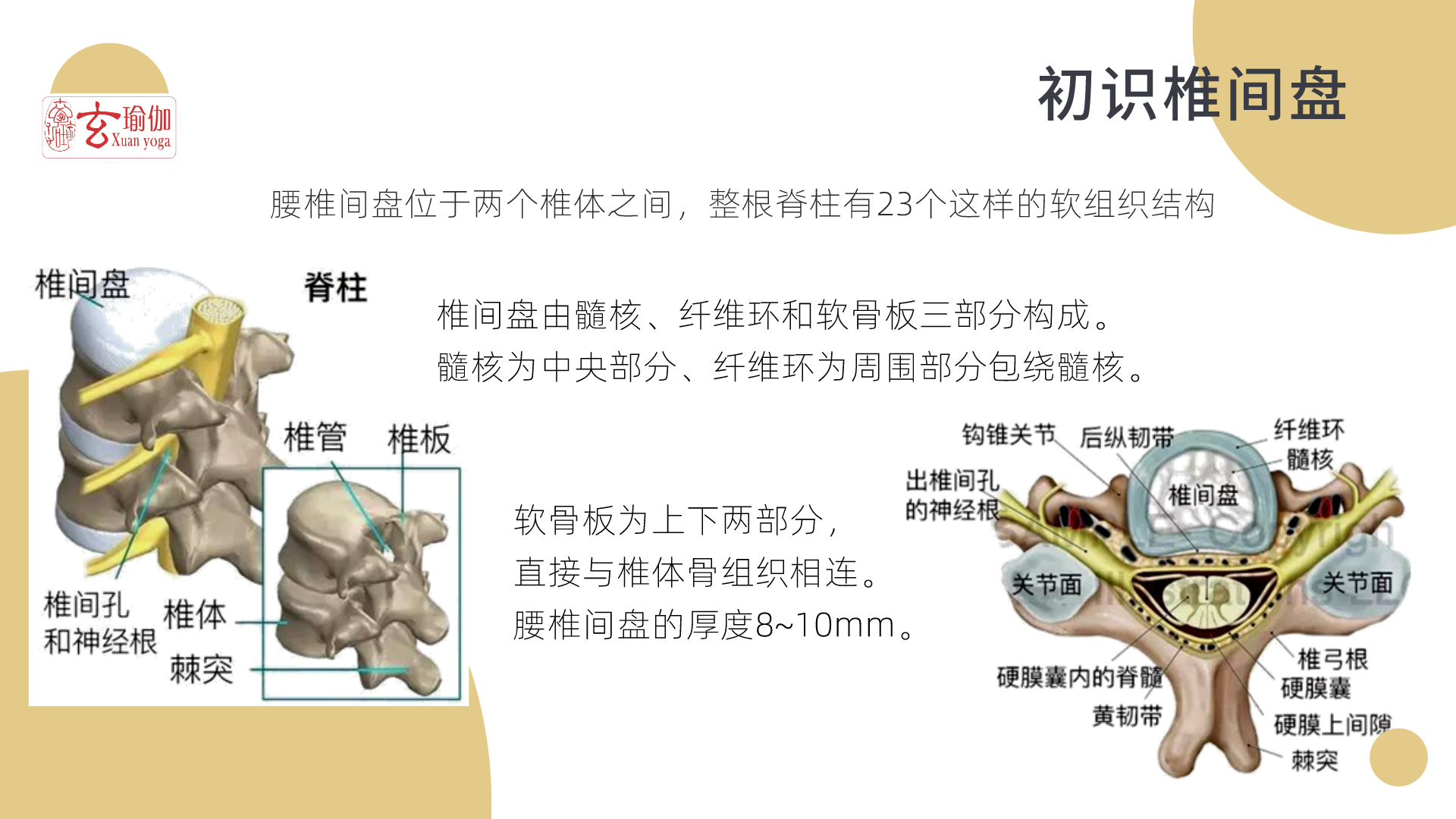 玄瑜伽喊你免费参加缓解腰疼的理疗瑜伽线上课程啦